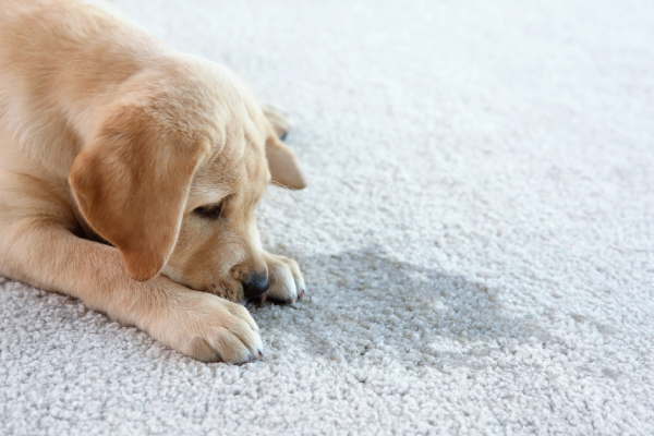 Pet Odor Removal Process